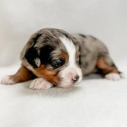 Gouda - female Australian Mountain Doodle puppy in Sharpsburg, Georgia from Steindoodles
