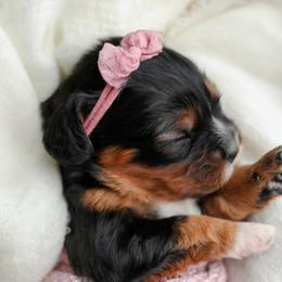Cavalier King Charles Spaniel Puppies from Sweet Southern Cavaliers