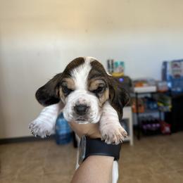 Boy 5 - Black brown and white male Basset Hound puppy in Las Animas, Colorado from J&D Dachsies