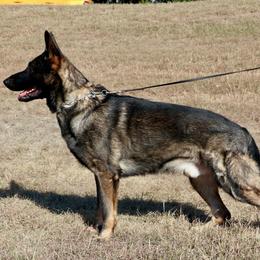 Loco - German Shepherd