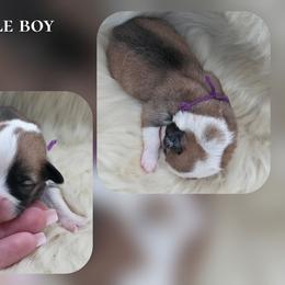 Purple - Sable male Pembroke Welsh Corgi puppy in Charleroi, Pennsylvania from Twilight Hollow Corgis