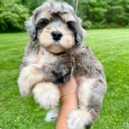 Salute - Merle male Bernedoodle puppy in Midland, Michigan from Northern Charm Farm