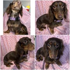 Reegan - Dachshund
