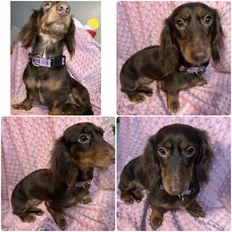 Reegan - Dachshund