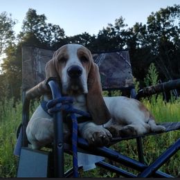 Slinky  - Basset Hound
