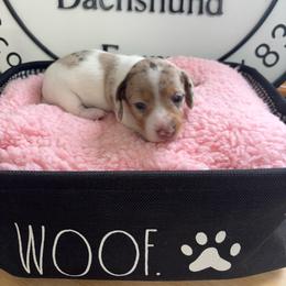 Belle 2 - Dapple female Dachshund puppy in Scottdale, Pennsylvania from Our Sweet Dachshund Farm
