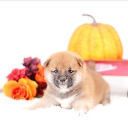 Voodoo -FULL AKC REGISTRATION- - Red male Shiba Inu puppy in Neosho, Missouri from Kenny Cave K9s