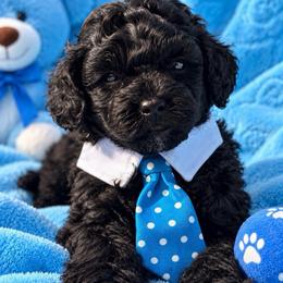 Jet - Black male Shihpoo puppy in Cooper City, Florida from Jenny La Bone