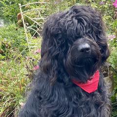 Newfoundlands, Newfypoos, and Sheepadoodles from Sweet Creek Pups