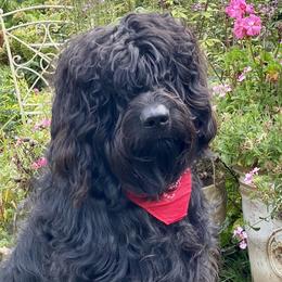 Newfoundlands, Newfypoos, and Sheepadoodles from Sweet Creek Pups