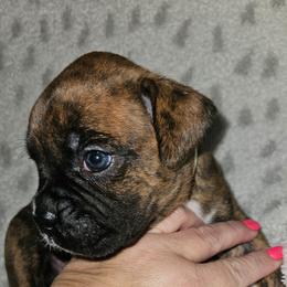 LIGHT BLUE COLLAR- Brindle Black Mask - Brindle female Boxer puppy in Gloucester, Virginia from Keen Boxers