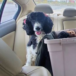 Poodle Puppies from Elliott's Elite Poodles