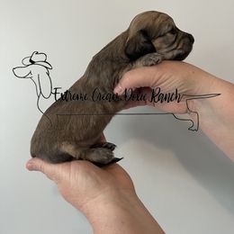 Dachshund Puppies from Extreme Cream Doxie Ranch