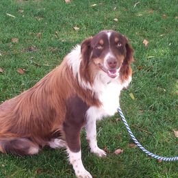 Nikki - Australian Shepherd