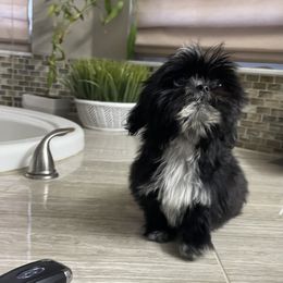 Shih Tzu Puppies from Angela Driver's Shih Tzu