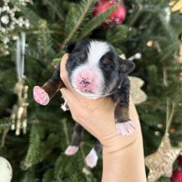 Charlie - Black tri male Miniature Australian Shepherd puppy in Goldsboro, North Carolina from Maple Ridge Farm