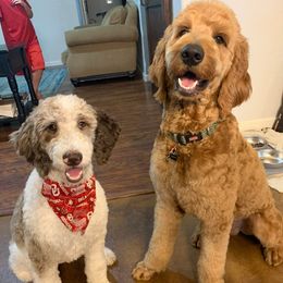 Goldendoodles from Flora Family Goldendoodles