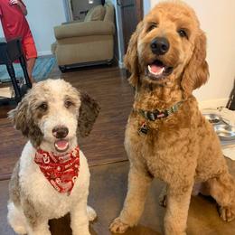 Goldendoodles from Flora Family Goldendoodles