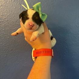 Toadette-Teal - Tri-color female Bernedoodle puppy in Casper, Wyoming from 307 Doodles