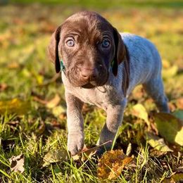 Maverick - Liver roan German Shorthaired Pointer puppy in Onalaska, Washington from Boonies Farms
