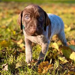 Maverick - Liver roan German Shorthaired Pointer puppy in Onalaska, Washington from Boonies Farms
