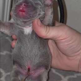 Male blue - Blue male French Bulldog puppy in Phoenix, Arizona from ANE French Bulldogs