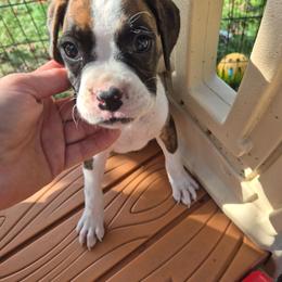 Molly - Brindle female Boxer puppy in Pine River, Wisconsin from Jenks Boxers
