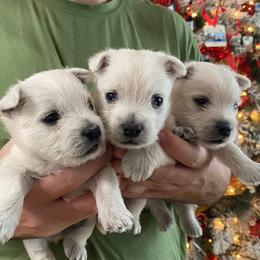 West Highland White Terrier Puppies from Ravens Nest Westies