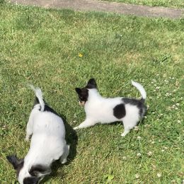 Chihuahua Puppies from Wee Lil’Rascals