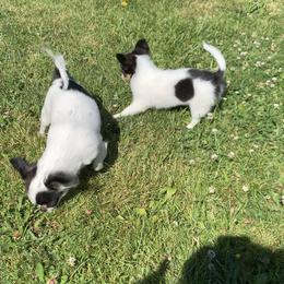 Chihuahua Puppies from Wee Lil’Rascals