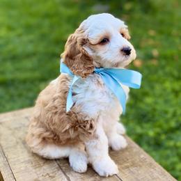 Tuesday 20 lbs - Apricot male Goldendoodle puppy in Mapleton, Utah from Natural Doodle Life