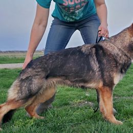 Alix - German Shepherd