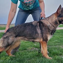 Alix - German Shepherd