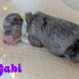 Gabi - Blue merle female Toy Australian Shepherd puppy in Mountain Home, Idaho from LJK Boxers & Toy Aussies
