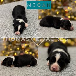 Micah - Black and tan male Pembroke Welsh Corgi puppy in Raymond, Illinois from Thomas Acres
