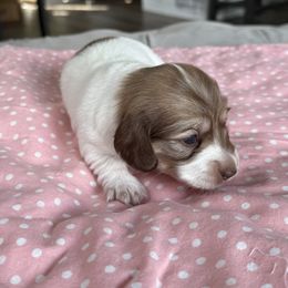 Girl 1 - Cream female Dachshund puppy in Somerset, Pennsylvania from Rae’s Dapper Dachshunds