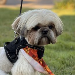Pete - Shih Tzu