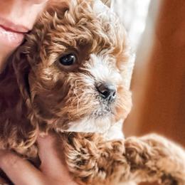 Crackle - Red male Cavapoo puppy in Idaho Falls, Idaho from Freckle Paw Family