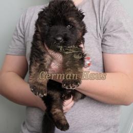 Boy 2 - Black and red male German Shepherd puppy in Mount Vernon, Missouri from German Haus German Shepherds LLC