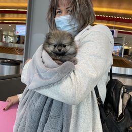 Pomeranian Puppies from Truly Pomeranian