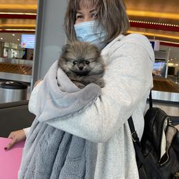 Pomeranian Puppies from Truly Pomeranian