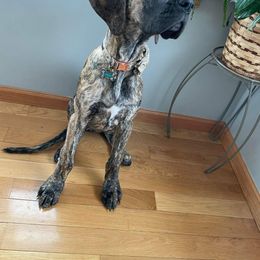 Great Dane Puppies from Andrea Aldrich's Great Danes
