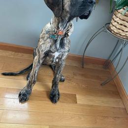 Great Dane Puppies from Andrea Aldrich's Great Danes