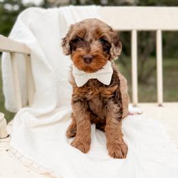 Bean - Merle male Goldendoodle puppy in Ooltewah, Tennessee from Allison Family Doodles