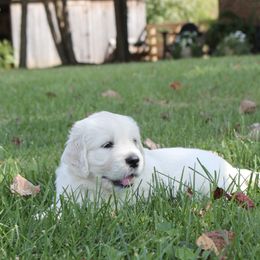 Golden Retriever Puppies from Seven Springs Goldens