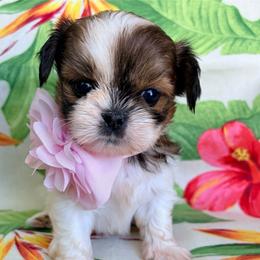 Samantha - Red and white female Shih Tzu puppy in Hemet, California from Aloha Shih Tzu