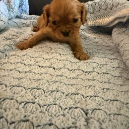 Stuart - Ruby male Cavalier King Charles Spaniel puppy in Athens, Georgia from Sandy Cross Kennels