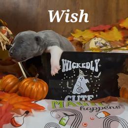 Wish - White and blue male Rat Terrier puppy in Booneville, Mississippi from Emerald Rat Terriers
