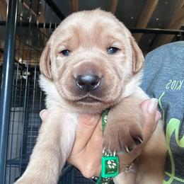 Green - Yellow male Labrador Retriever puppy in Newton Grove, North Carolina from Wayalife Labradors & Gsp’s