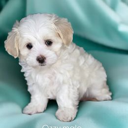 Ozzy - Apricot male Maltipoo puppy in West Jordan, Utah from Doodles Friend